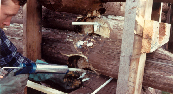 Tube and caulking gun used to insert epoxy adhesive into log crown repair epoxy adhesives