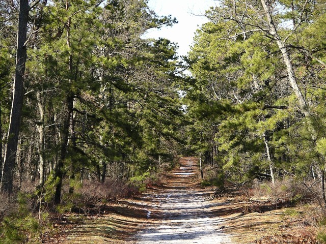 Pine Barrens