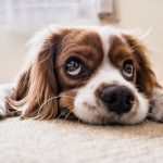 Connecting With Our Spirituality Through Dogs