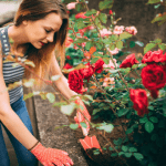 The Lifecycle of Rose Plants and How to Nurture Each Stage